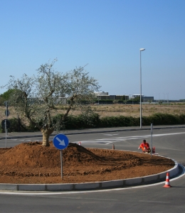 ASSIVERDE - ROMA - Progettazione realizzazione  e manutenzione verde